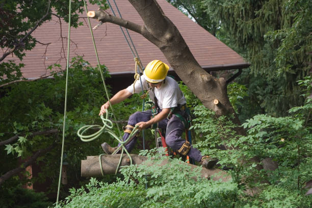 Best Tree Removal  in Bayport, NY