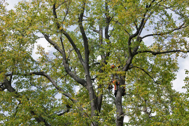 Best Fruit Tree Pruning  in Bayport, NY